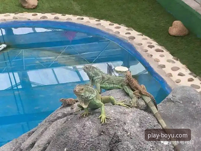 博鱼体育平台最新活动参与与体验完整指南